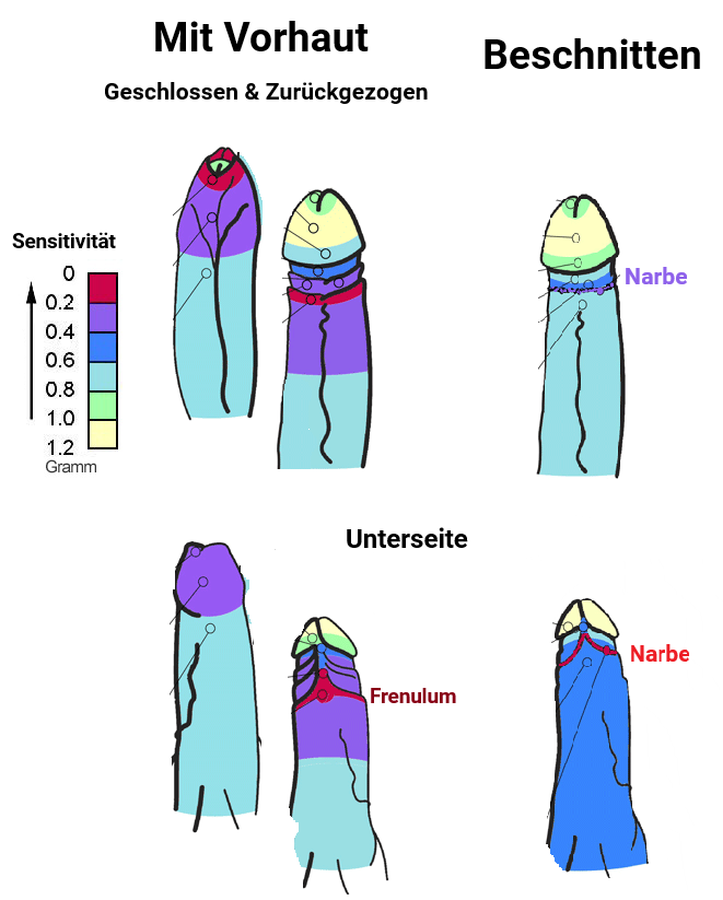 Diagram Wachstum der Vorhaut nach Alter