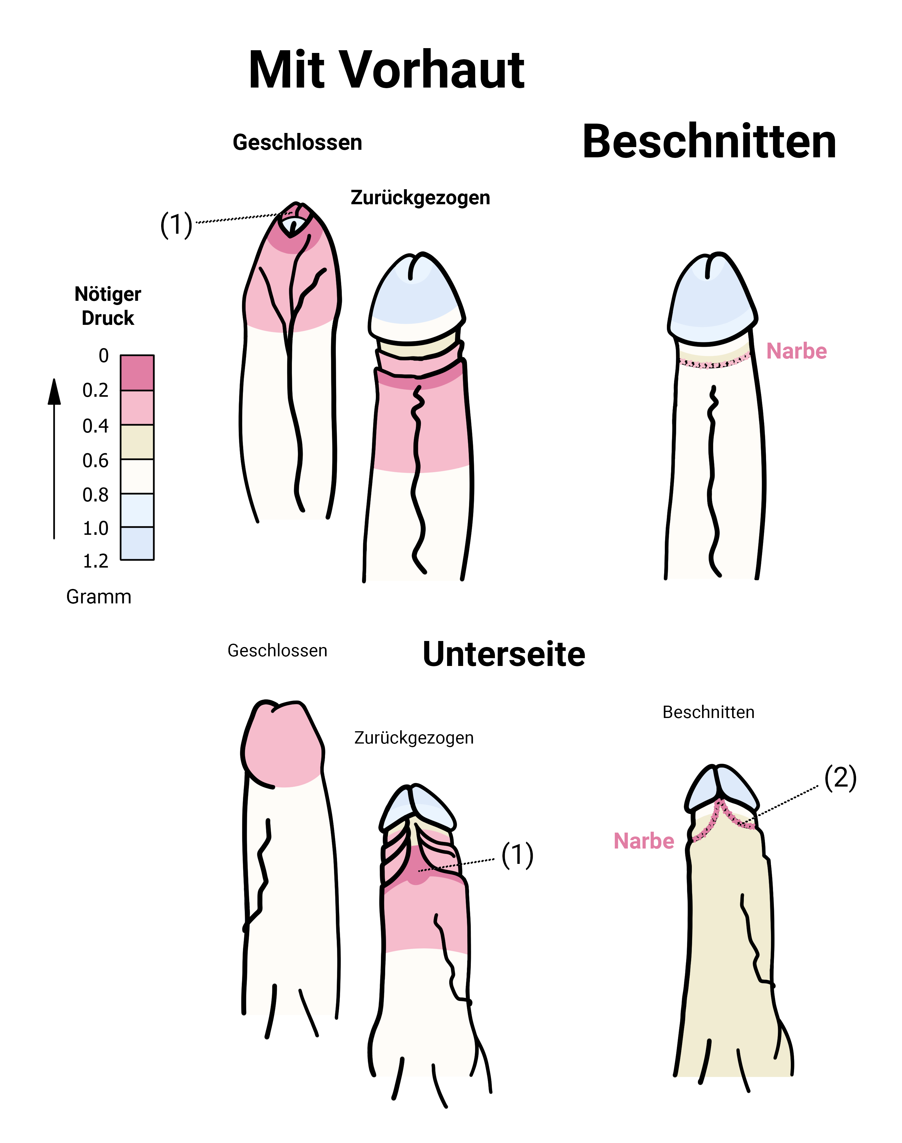 Diagram Wachstum der Vorhaut nach Alter